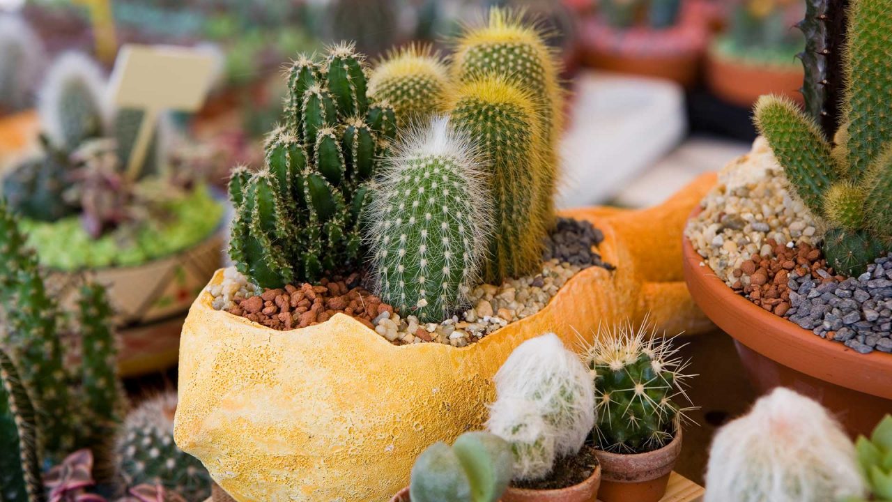 landscaping service near me